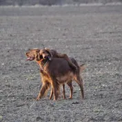 "Aká matka, taká Katka..."