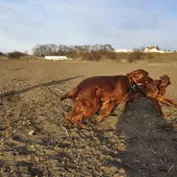 "Aká matka, taká Katka..."
