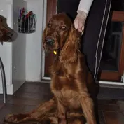 Súrodenci - braček Arnie z Trnavy
