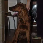 Súrodenci - braček Arnie z Trnavy