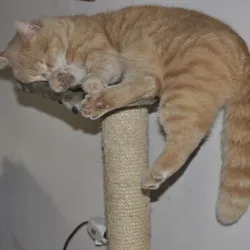 Keď vonku prší, treba sučky nejako zabaviť...