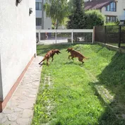 Annie na prázdninách