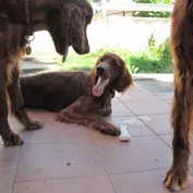 Annie na prázdninách