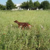 Annie na prázdninách