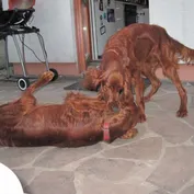 Hranie