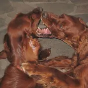 Hranie