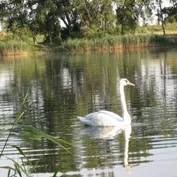Siladice - rybník
