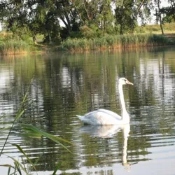 Siladice - rybník