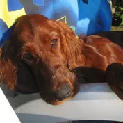 Doma