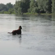 Zelenice - vychádzka len s Aishinkou