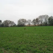 Malženice