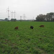 Malženice