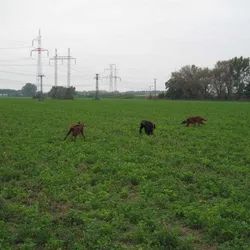 Malženice