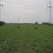 Malženice