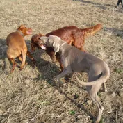 Socializácia