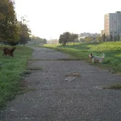 Naši psí kamaráti