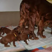 Prišla mama