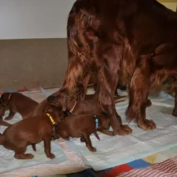 Prišla mama