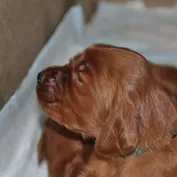 Zlatíčka