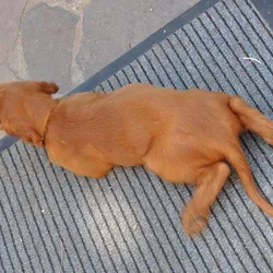 Portréty