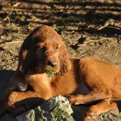 Portréty
