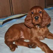 BUFFY