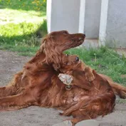 Šaškovia