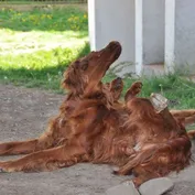 Šaškovia