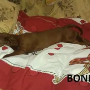 Šteniatka v nových rodinách