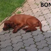 Šteniatka v nových rodinách