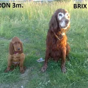 Šteniatka v nových rodinách