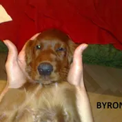 Šteniatka v nových rodinách
