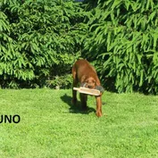Šteniatka v nových rodinách