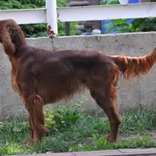 Varovka