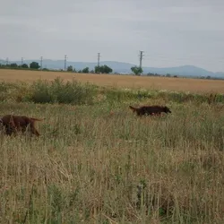 Na poli