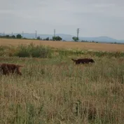 Na poli
