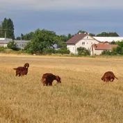 V trojke im to lepšie behá
