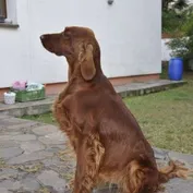 Čakáme šteniatka