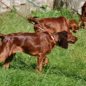Súrodenci