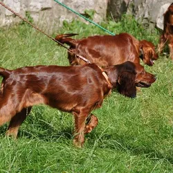 Súrodenci