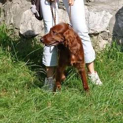 Súrodenci