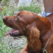 Súrodenci