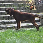 Súrodenci