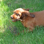 Jessy