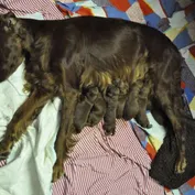 Šteniatka 1. týždeň