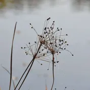 Pri rieke Váh