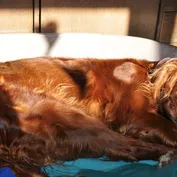 Oddych