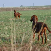 Jesinkina jeseň