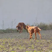 Jesinkina jeseň