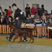 Výstava v Nitre